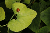 Aristolochia clematitis RCP10-2015 (13) and ladybird.JPG